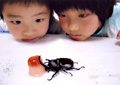 「かわいいな、カブトムシ。」