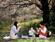 「桜の下で」