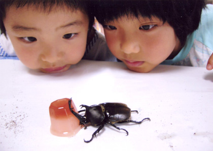 「かわいいな、カブトムシ。」